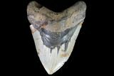 Fossil Megalodon Tooth - Massive Tooth #86501-1